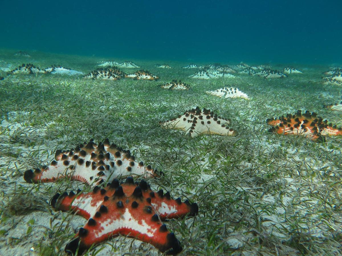 Deluna Diving Resort Puerto Galera Ngoại thất bức ảnh